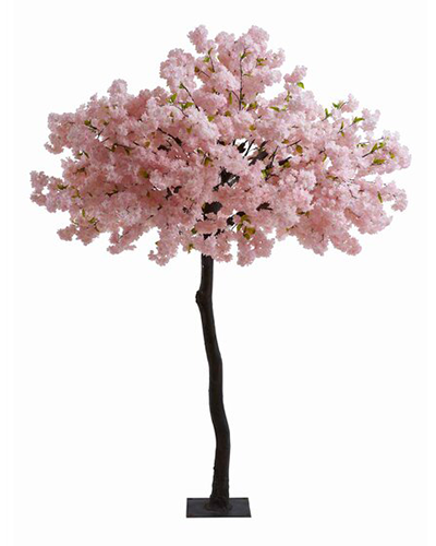 #1 Cherry Blossom Tree Rentals Toronto | Olive Trees, Dogwood Trees