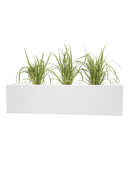 #1 Grass Planter Rentals Toronto | Tropical Planters, Hedge Planters ...